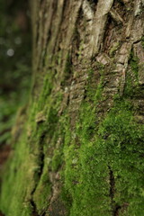 Green Moss clings to tree trunks in forest