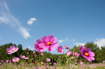 コスモス１2