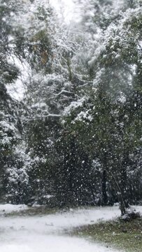Vertical Video - Slow motion of heavy snow falling on trees in a dense forest