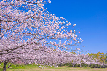 快晴の青空と満開に咲き誇る桜