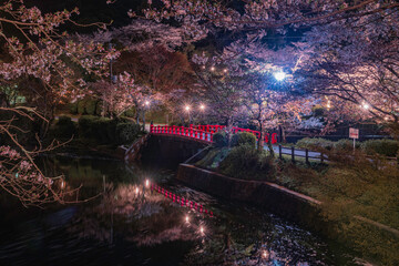 甘木公園の昭栄橋と夜桜