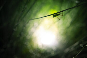 Backlit image of a small green grasshopper that is clinging to the grass In the bush grass after...