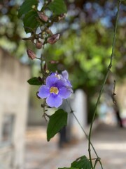 Flores lilas de la planta Thunbergia grandiflora