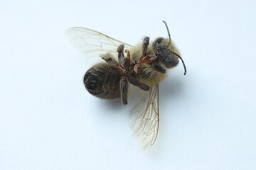One honey bee on white background, macro view