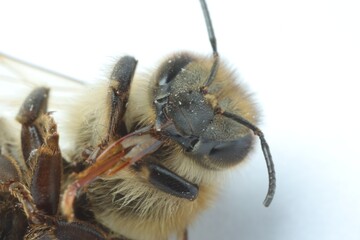 One honey bee on white background, macro view