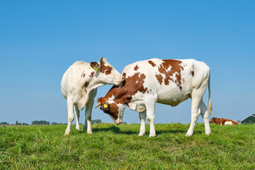 Fototapeta na wymiar Two Frisian red and white calves in a sunny meadow in Friesland The Netherlands in summer. Before 1800, the red and white breed was dominant in the Northern Netherlands. 