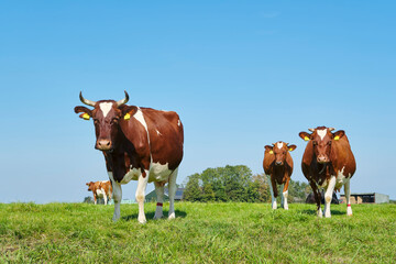 Fototapeta na wymiar Frisian red and white cows with horns in a sunny meadow in Friesland The Netherlands in summer. Before 1800, the red and white breed was dominant in the Northern Netherlands. 