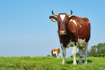 Frisian red and white cows with horns in a sunny meadow in Friesland The Netherlands in summer. Before 1800, the red and white breed was dominant in the Northern Netherlands. Image with copy space.