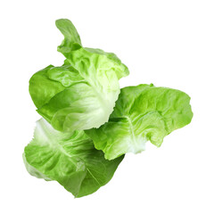 Leaves of butter lettuce falling on white background