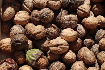 Nueces de temporada
Setiembre
Detalle