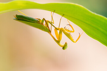 Praying Mantis (Mantodea) animal closeup, (Belalang Sembah)