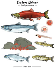 Sockeye salmon illustration set