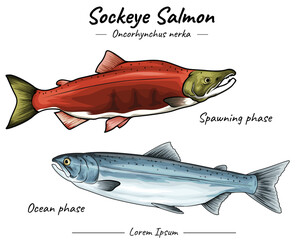 Sockeye salmon ocean and spawning phase.