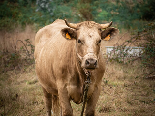 Vaca