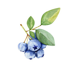 Watercolor blueberry branch poster.Blueberries card design.