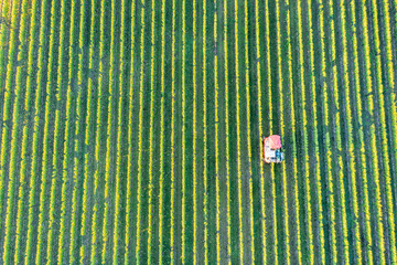 Top view of a vineyard near Eltville am Rhein/Germany where the grapes are currently being harvested