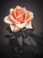 A single orange rose in full bloom isolated against a dark moody background. Flower petals with...