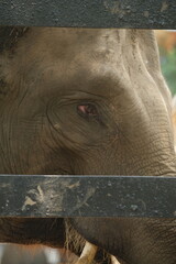 the eye of an elephant behind the cage of zoo