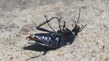 Large Black Beetle Bug Struggling Upside Down on Sand