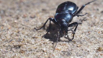 Large Black Beetle Bug Walking on Sand Macro