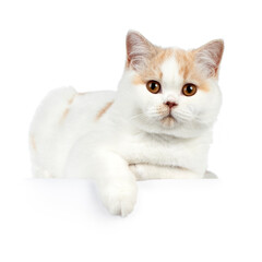 Cute fawn cream harlequin british shorthair cat, laying side ways with one paw hangning over edge, looking ad camera, isolated on a white background