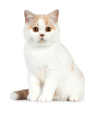 Cute fawn cream harlequin british shorthair cat, sitting side ways, looking ad camera, isolated on a white background
