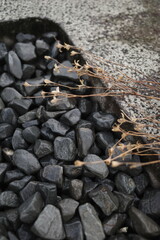 Dried plants on a pile of black rocks. 