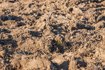 field arable