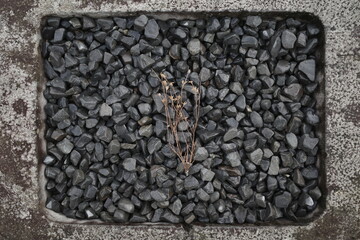 Brown dried plants on middle frame a pile of black rocks in gray rock in rectangle form. 