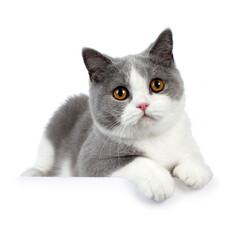 Cute blue bicolor british shorthair cat, laying down side ways with paws hanging over edge, looking...