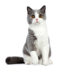 Cute blue bicolor british shorthair cat, sitting facing front, looking towards camera, isolated on a white background