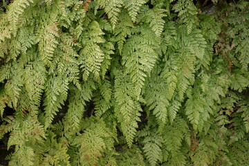Dense of fern leaves in the forest Grows well in moist, shady environments. Forests therefore provide suitable habitat for ferns. Ferns can be found in all types of woodland.