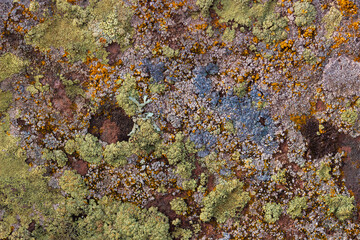 Multi colored lichen on brown stone. Flat textured background