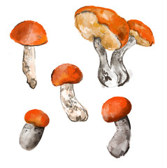 Hand drawn set colored aspen mushrooms.