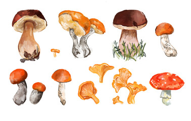 Hand drawn set colored aspen mushroom, chanterelles, fly agaric and boletus edulis.