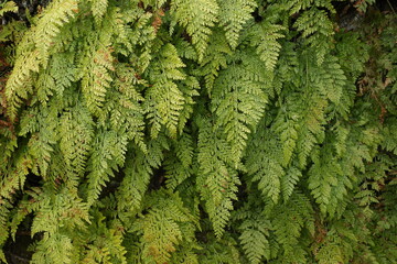 Dense of fern leaves in the forest Grows well in moist, shady environments. Forests therefore provide suitable habitat for ferns. Ferns can be found in all types of woodland.