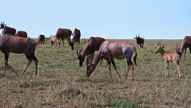 Bubal antelopes graze in the savannah against clear blue sky. Kenya, Africa
