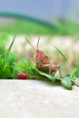 a brown locust insect in our backyard