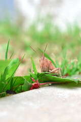 a brown locust insect in our backyard
