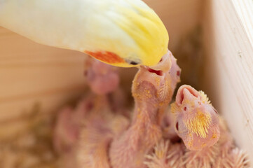 親から餌を得るオカメインコの雛
