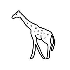 giraffe africa animal