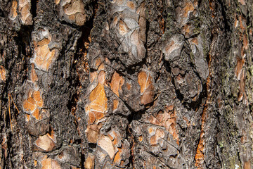 Wood texture. Natural wooden tree trunk. wood grain pine. Much Mixed Wood texture with natural pattern. Wood texture with natural pattern