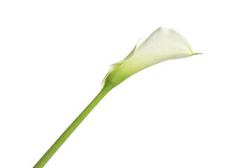 Beautiful calla lily flower on white background