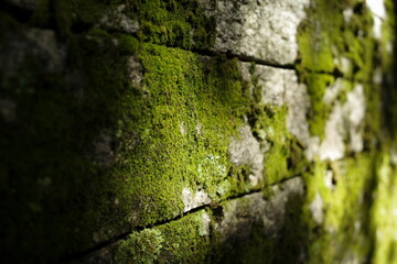 Sunlight hits the stone walls covered in green moss. Which likes to grow well in the shade or in places with high humidity. Helps absorb noise and dust. Helps adjust temperature in the air