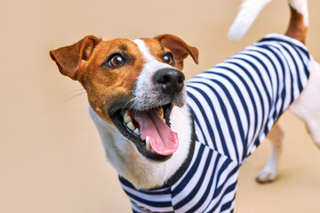 Cute Jack russel dog dressed in striped t-shirt