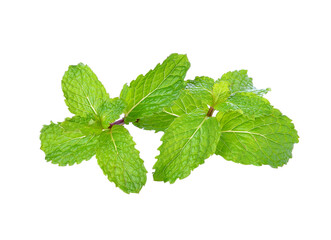 mint leaves transparent png