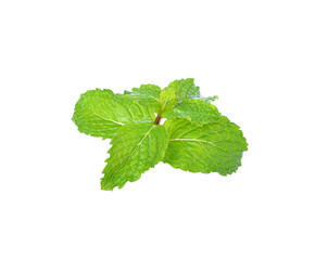 Mint leaf transparent png