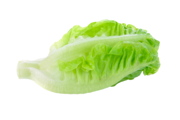 fresh baby cos lettuce transparent png