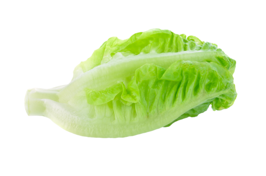 fresh baby cos lettuce transparent png