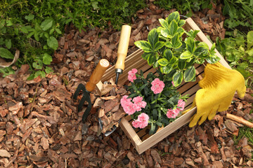 Bark chips, wooden box with flowers, gloves, fork and trowel in garden, above view. Space for text